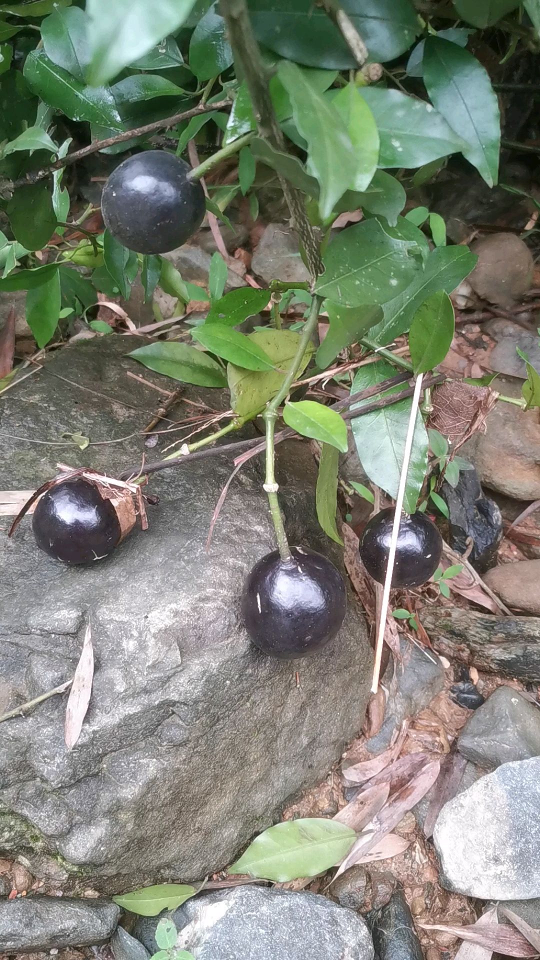 野生掘头鸡(屈头鸡),稀有中药材,用处多多,可自行百度!