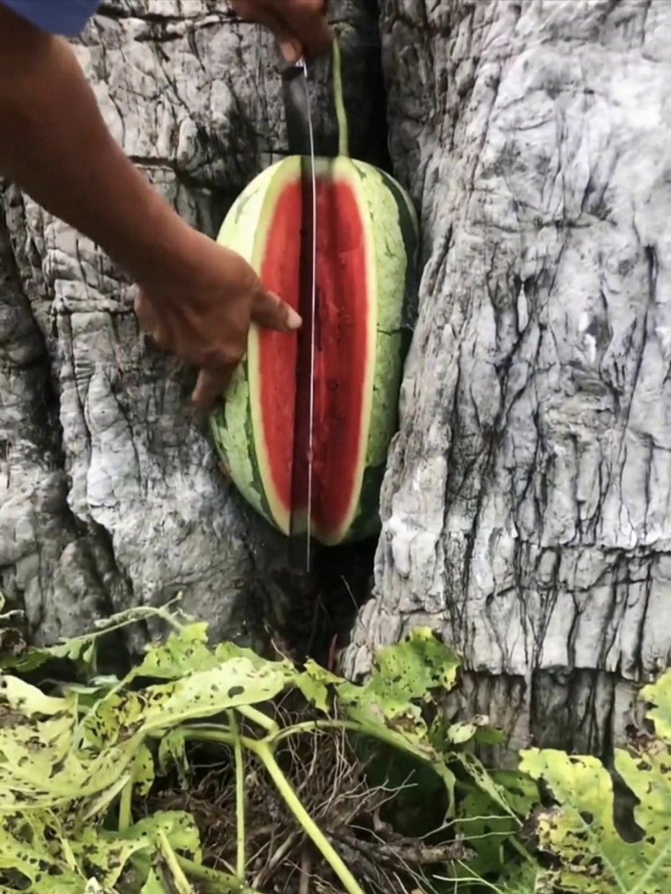 石头缝里的西瓜只能这样吃了,这一看就是好瓜,特甜的那种![开心]