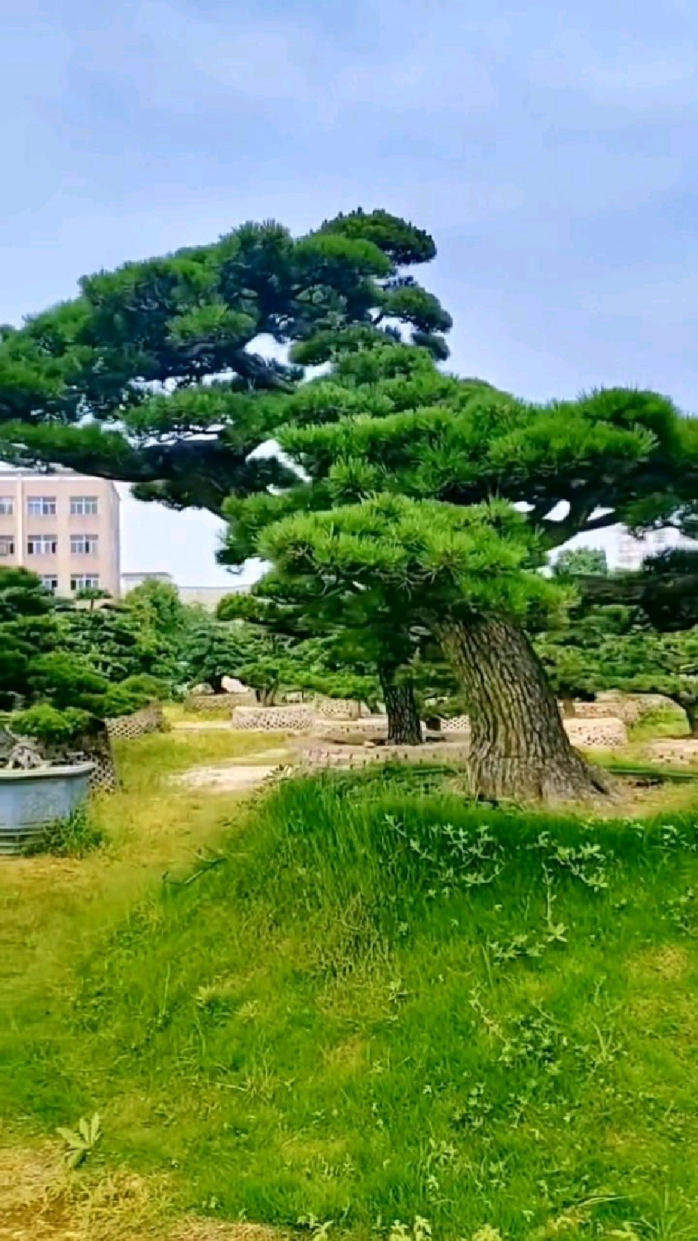 邻水斜飘大黑松,古朴大气
