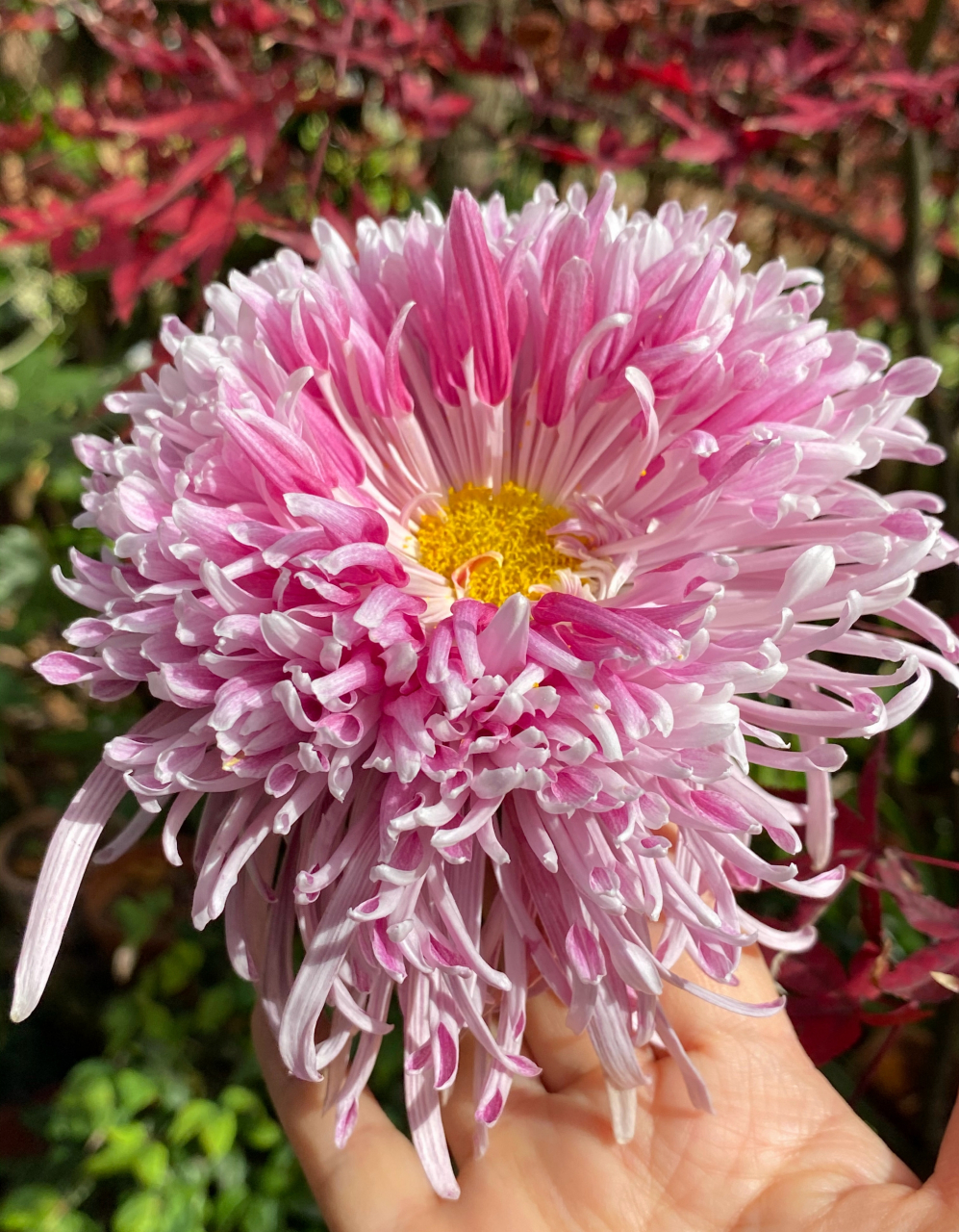 灰鹤展翅,花至末期的惊喜 菊花爆满山花.#一人一句为考研加油