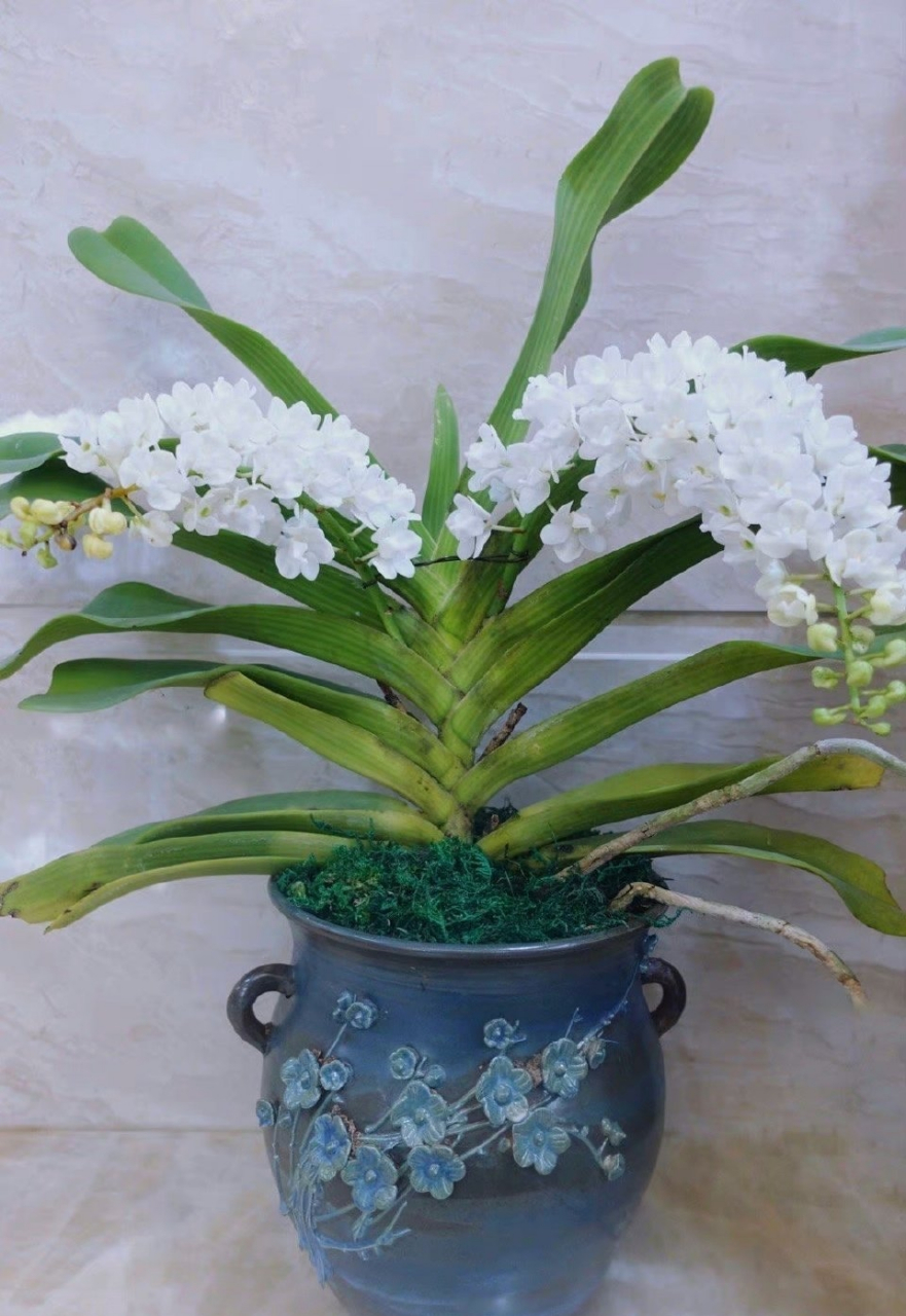 白狐 狐尾兰学名钻喙兰,其总状花序似狐狸尾巴,花香浓郁,有多种花色.