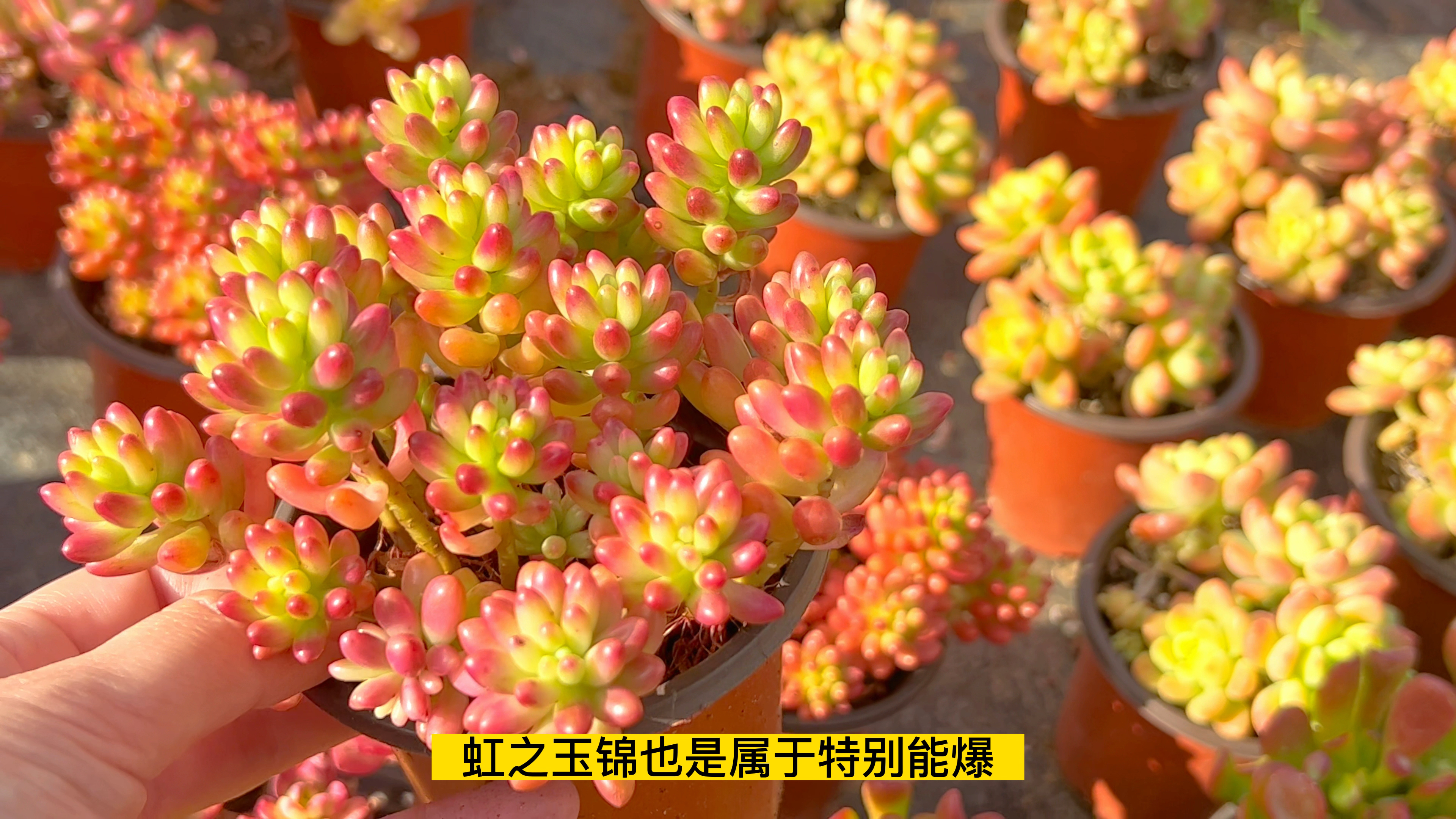 这样的普货多肉谁能抵住诱惑,多肉不管什么品种,养出极致是关键