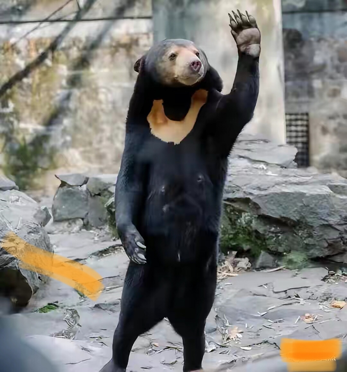 被人们称为"人里人气"的熊,这头熊的成功亮相使得杭州动物园的人气