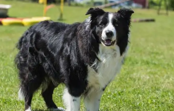 德国牧羊犬,产自于德国,属于大型犬之一,通常毛发比较短,毛发通常为