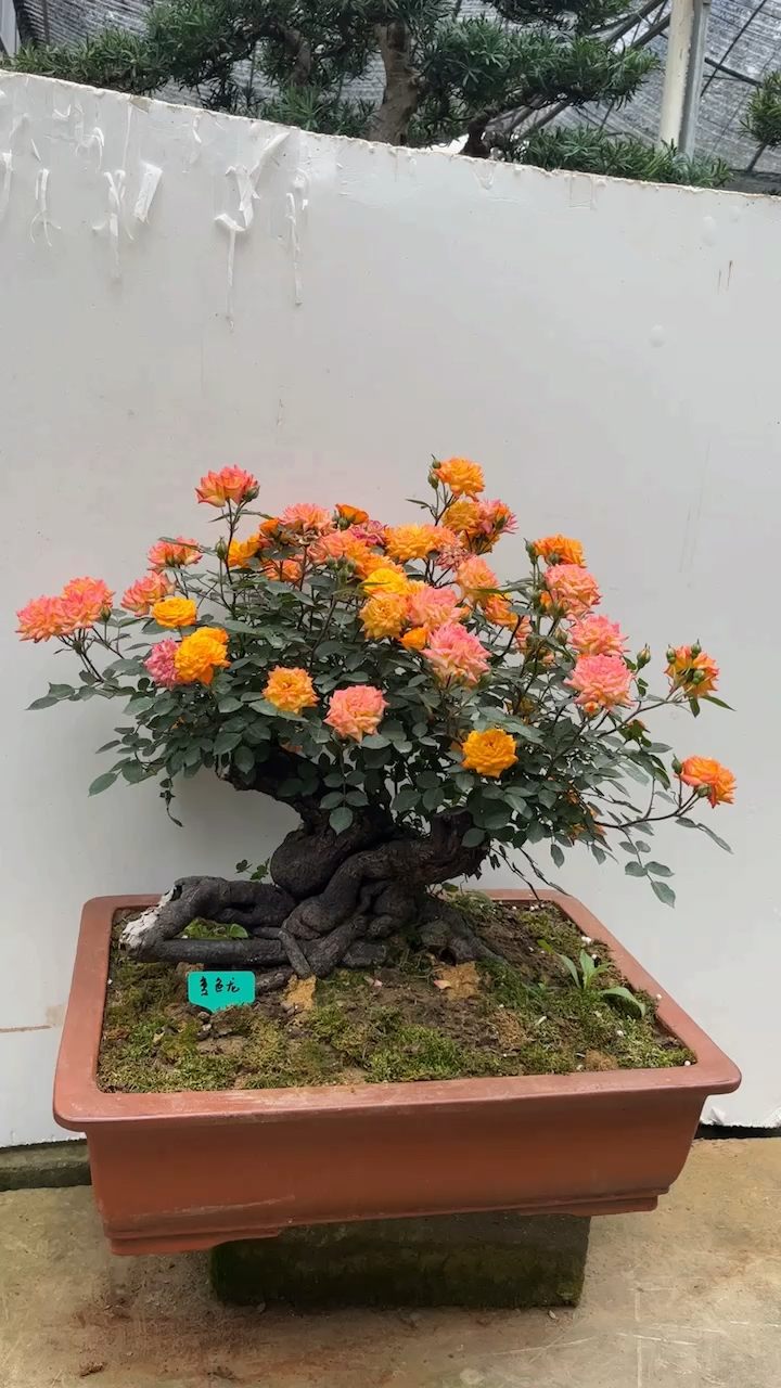 变色龙月季,开出好多花呀,真美^_^-度小视