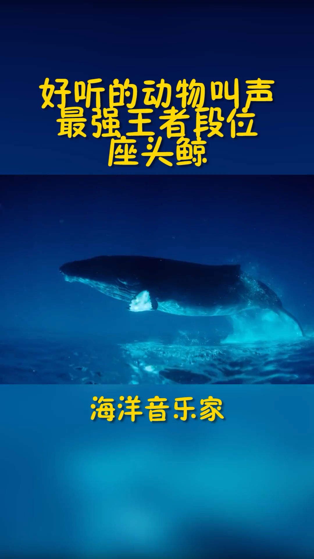 海洋音乐家:座头鲸的声音!-度小视