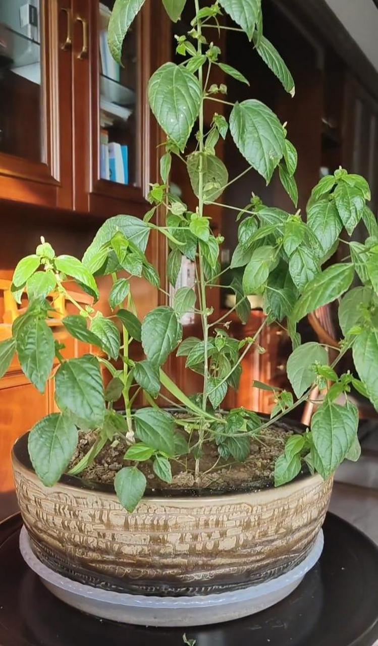 就是农村花生地里最爱长的一种野草,叫螺丝草,因为干螺丝最爱在叶子爬