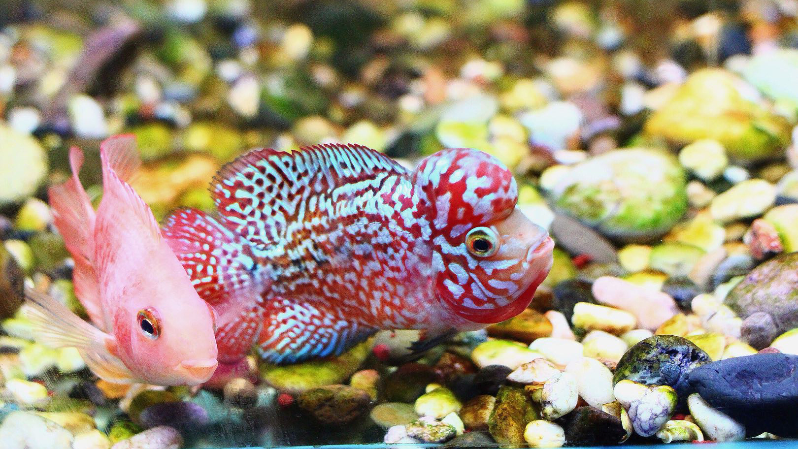 罗汉鱼苗退沙品种简介你们懂嘛?