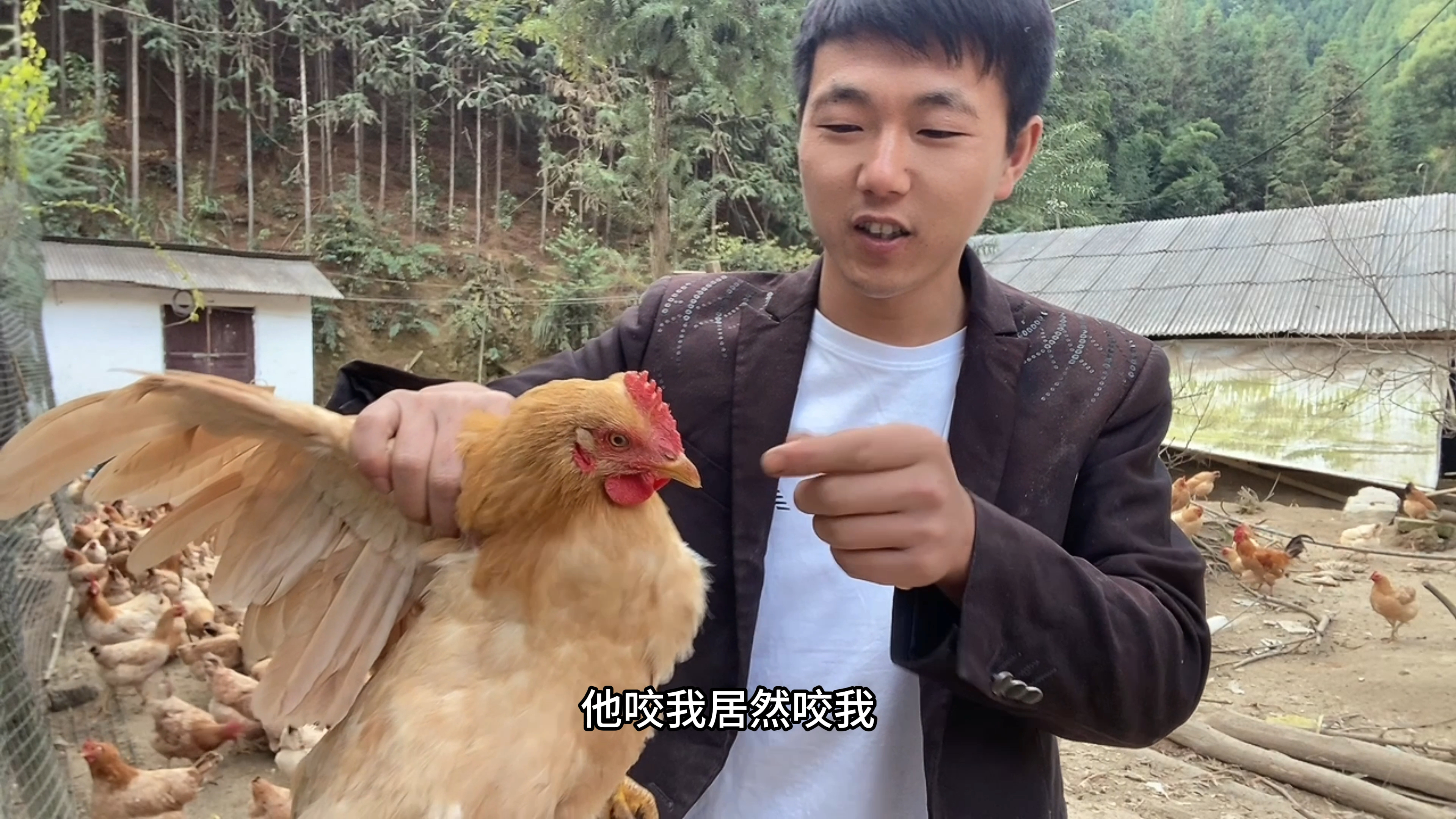 客户打电话要土鸡,正好赶上喂鸡,一不小心手被鸡给啄了,挺疼的