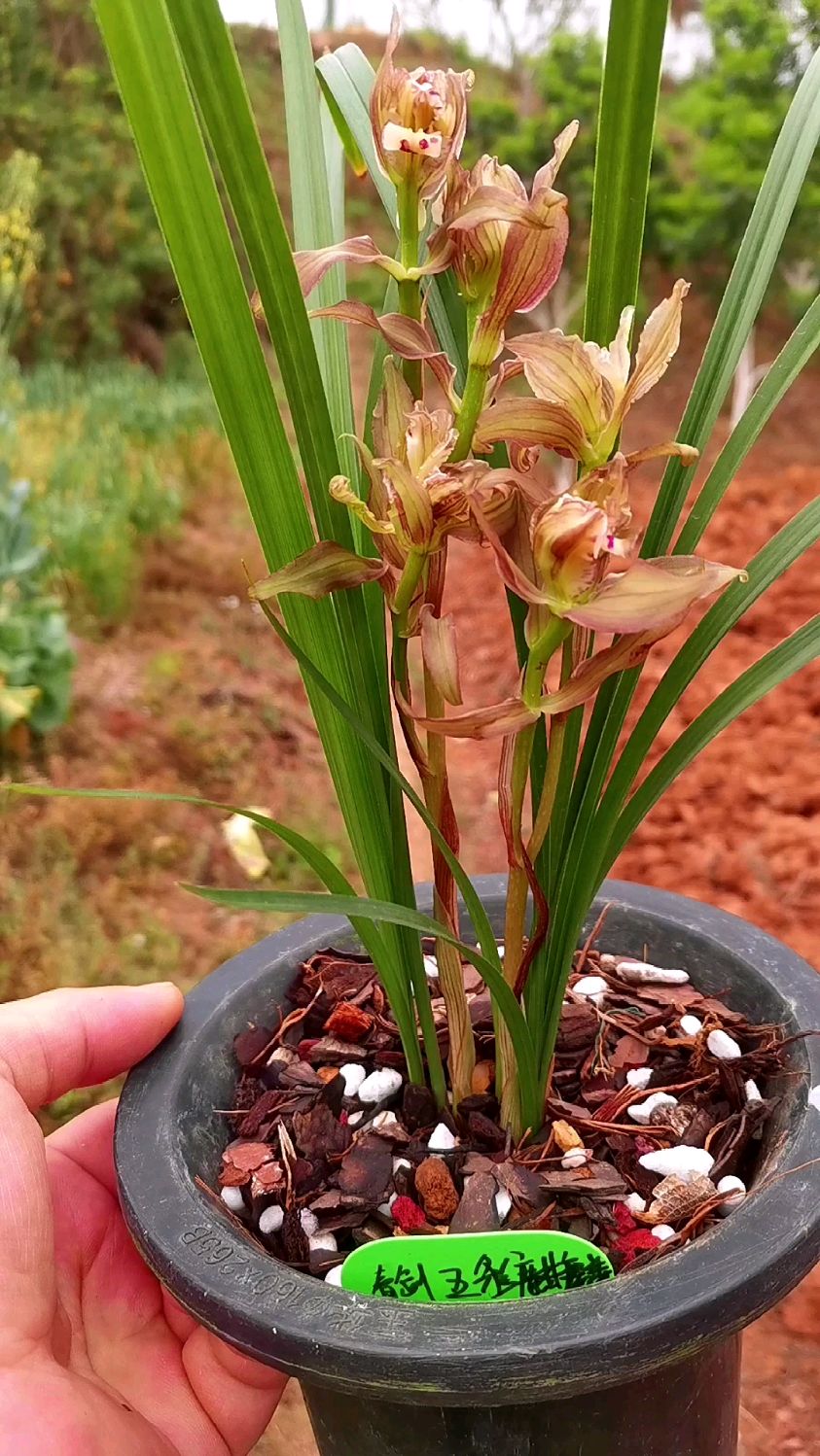 四川春剑奇花代表,五彩麒麟