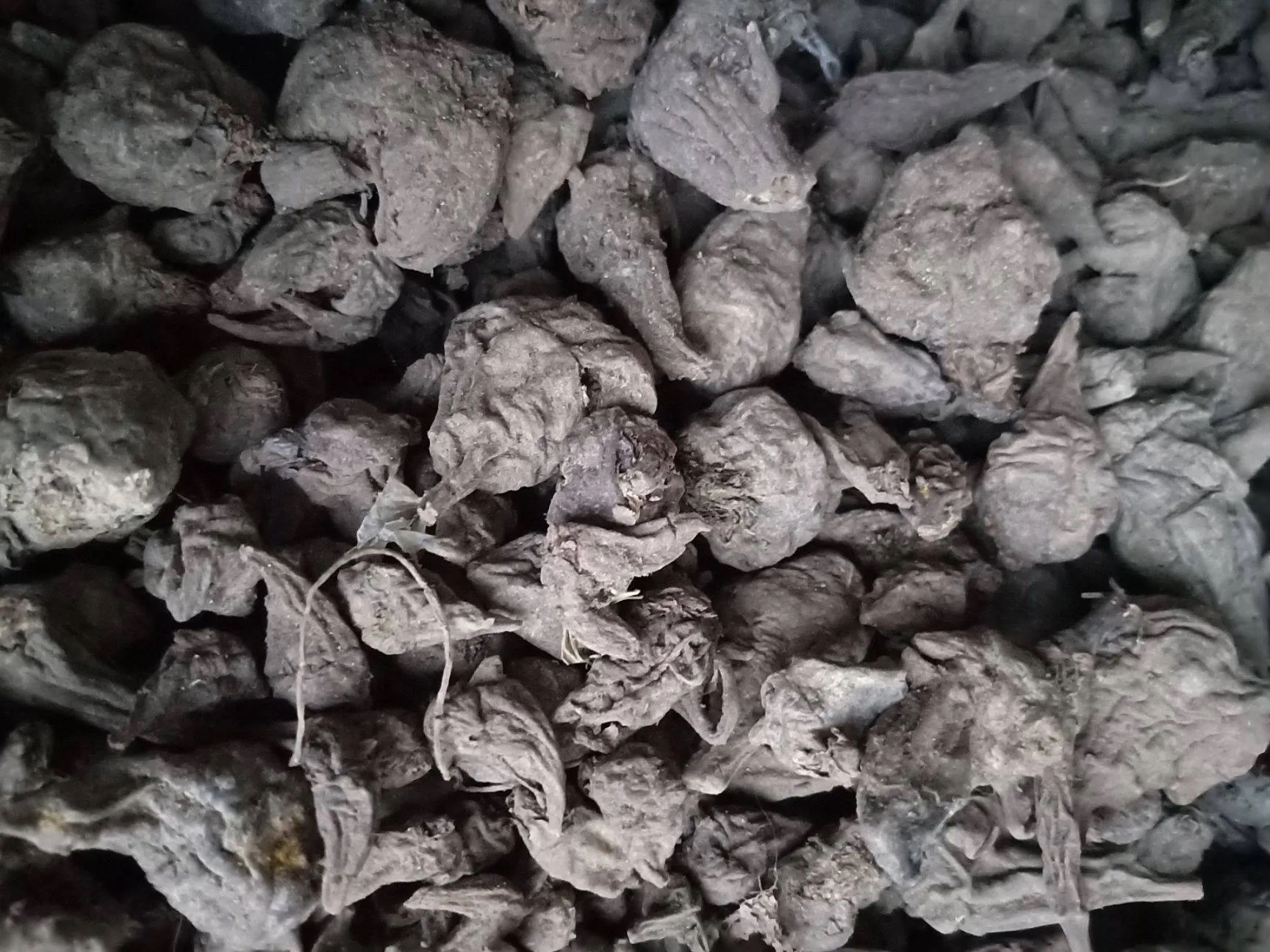 "制川乌"日常生活小记