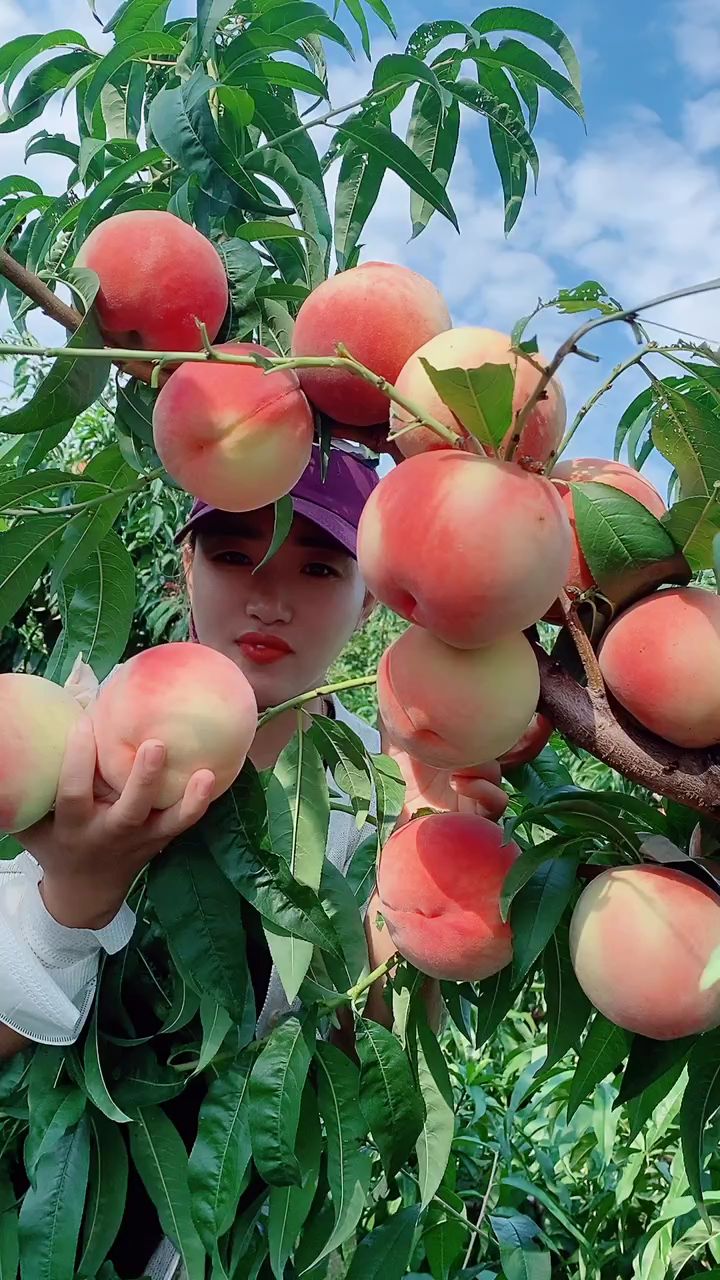 超大水蜜桃树苗,单果一斤以上,适合南北方种植-度小视