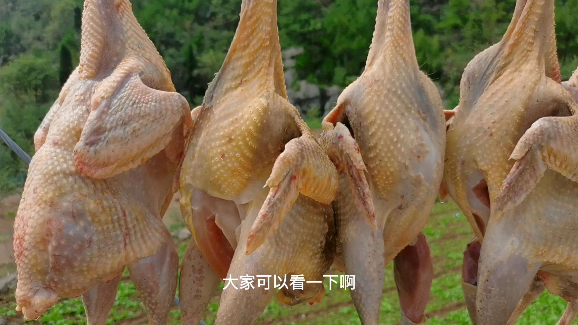 珍珠鸡肉与普通鸡肉有什么区别?小伙儿第一次宰杀发货,一起看看