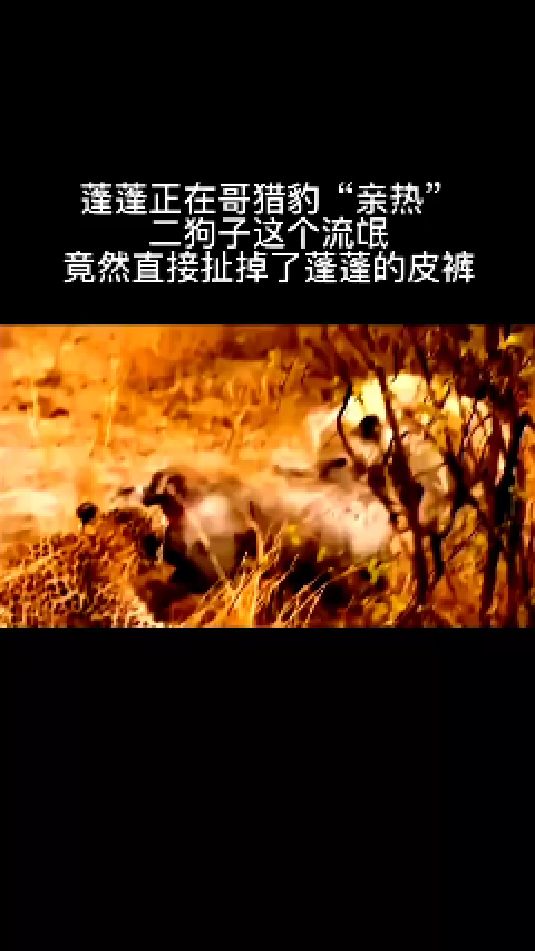 鬣狗蓬蓬正在和猎豹说情话,二狗子这个"流氓,竟然