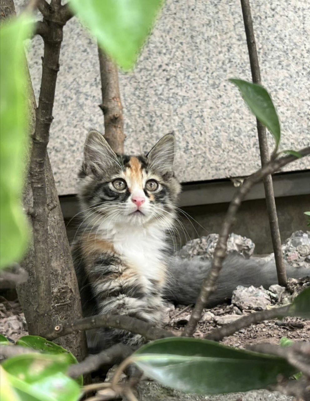 每个冬天对于流浪猫来说都是一场劫难!