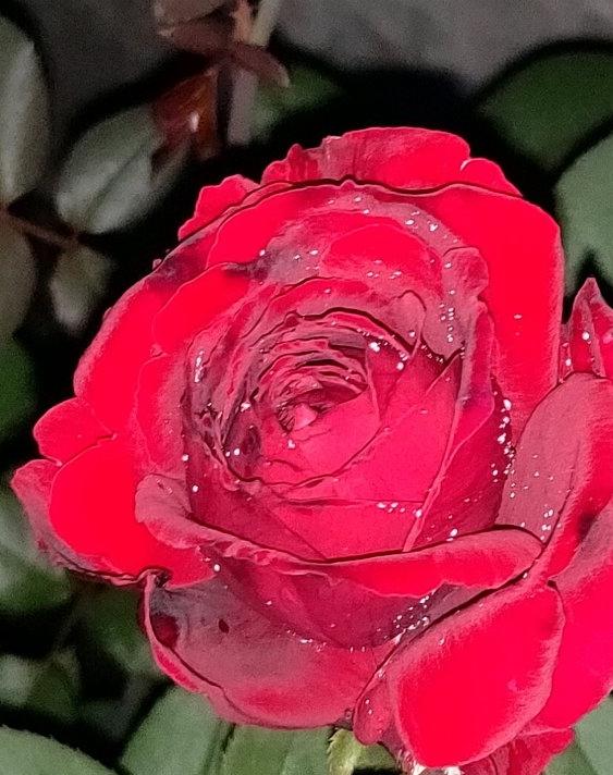 红色的大花浓香 老玫瑰香，恩钿女士月季不错的 不露鼻毛