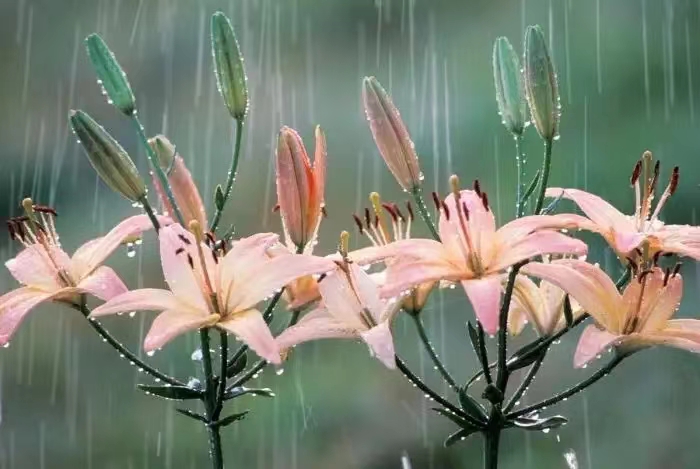 春風細雨,過往煙雲