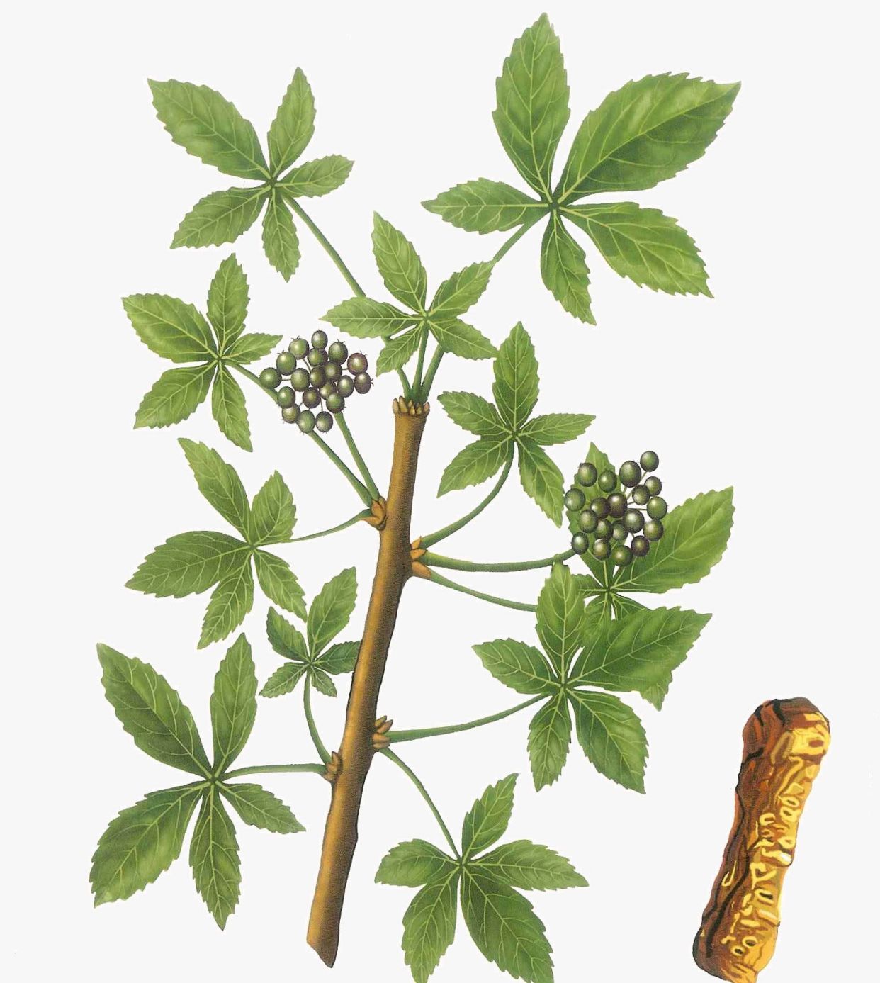 中药古今研究:五加皮