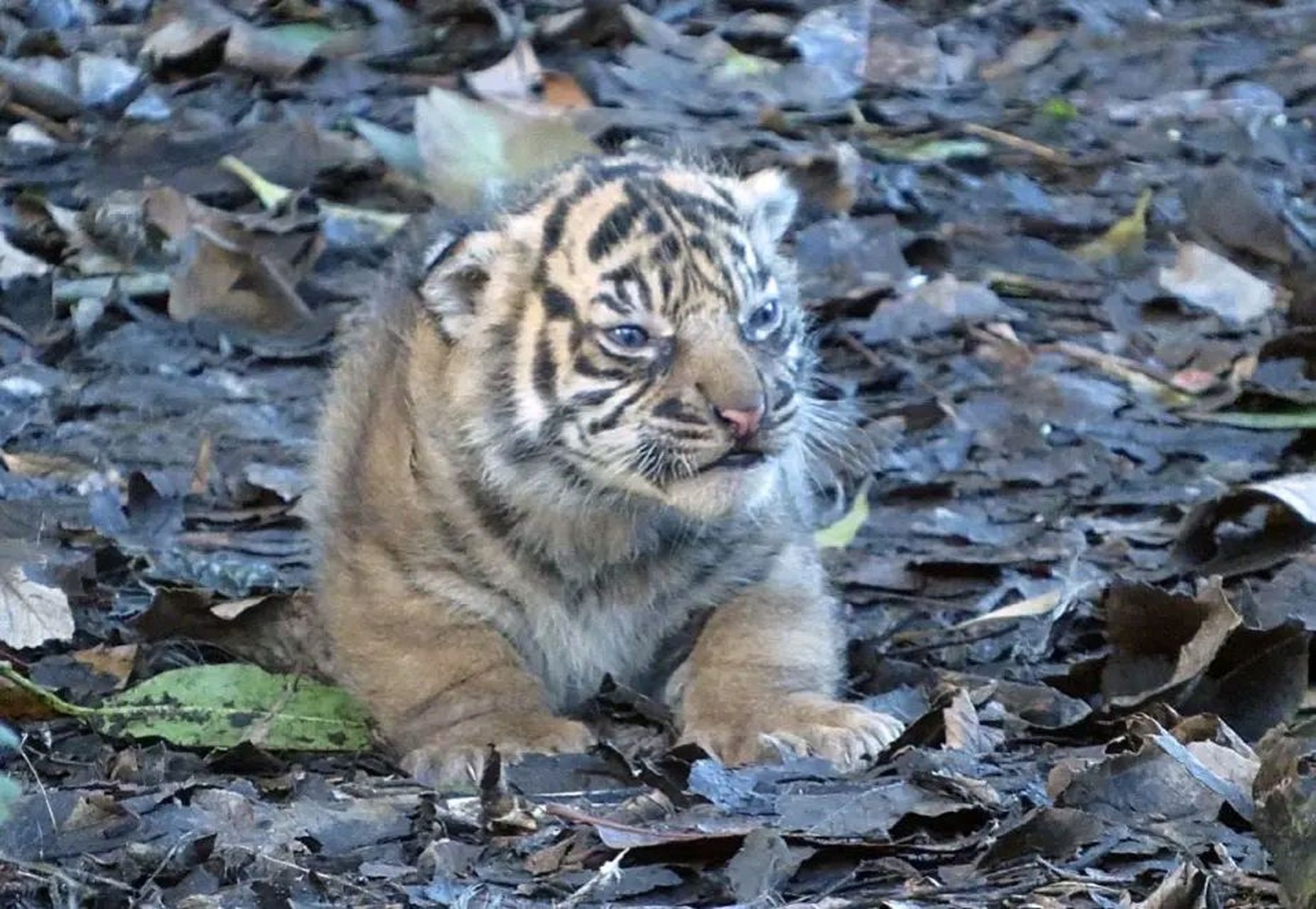 超级可爱的小老虎照片图片