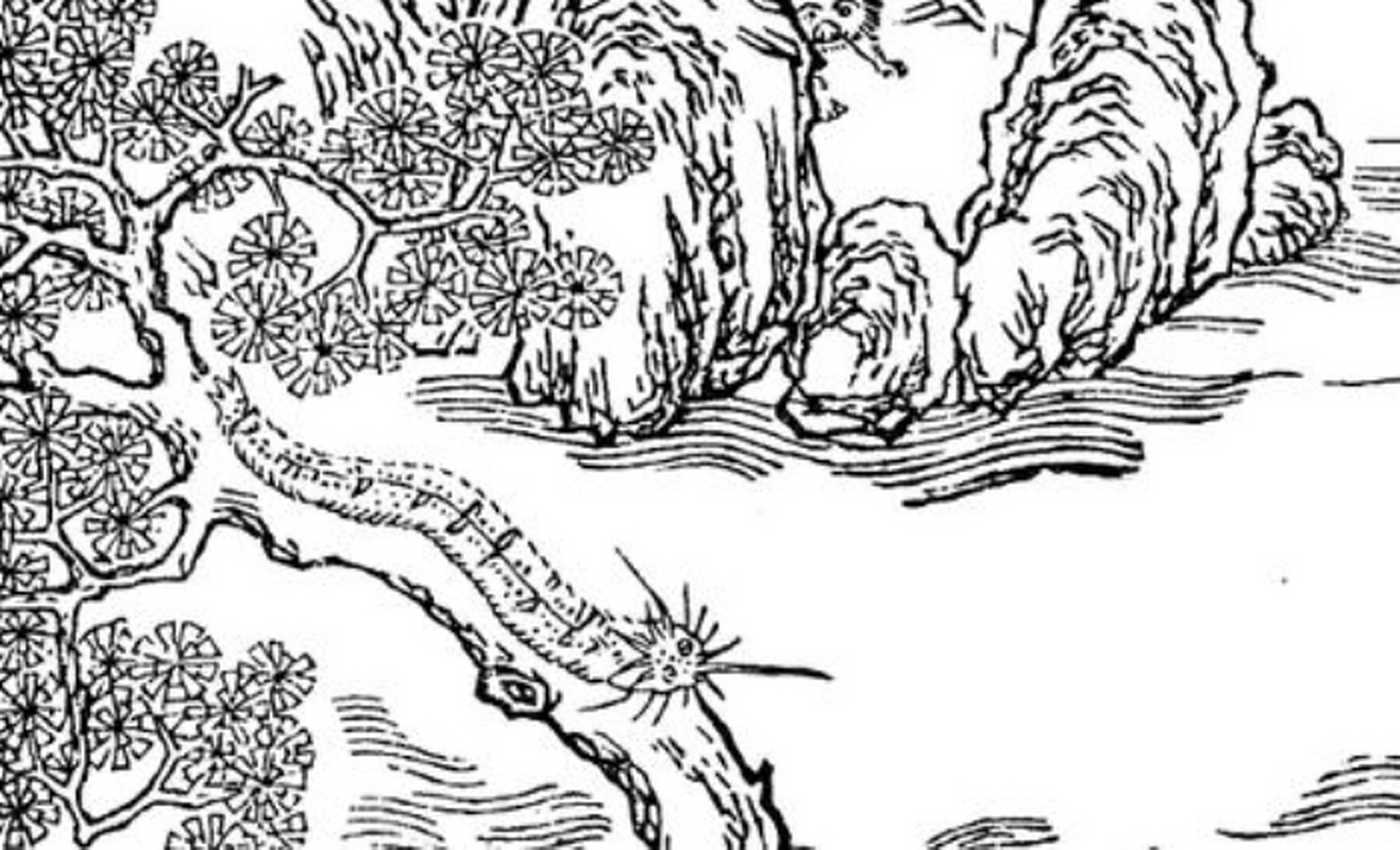 蝮虫 据南山一经所记,有一座山,叫做猨翼山,这山十分险峻,山上有一种