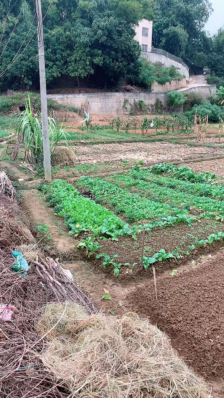 最真实版农村的山农村的田地农村的景色