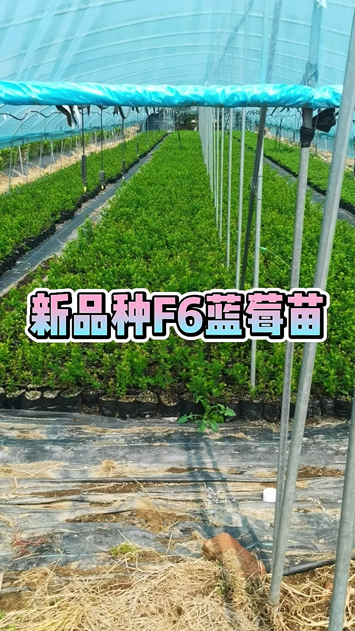 h5蓝莓苗最早成熟的蓝莓,适合南北方种植的新品种蓝莓苗,地栽h5蓝莓苗