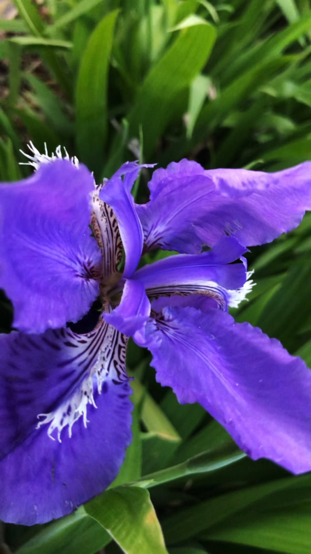 紫鸢尾花花语:幸运和爱在春光明媚中永不缺席