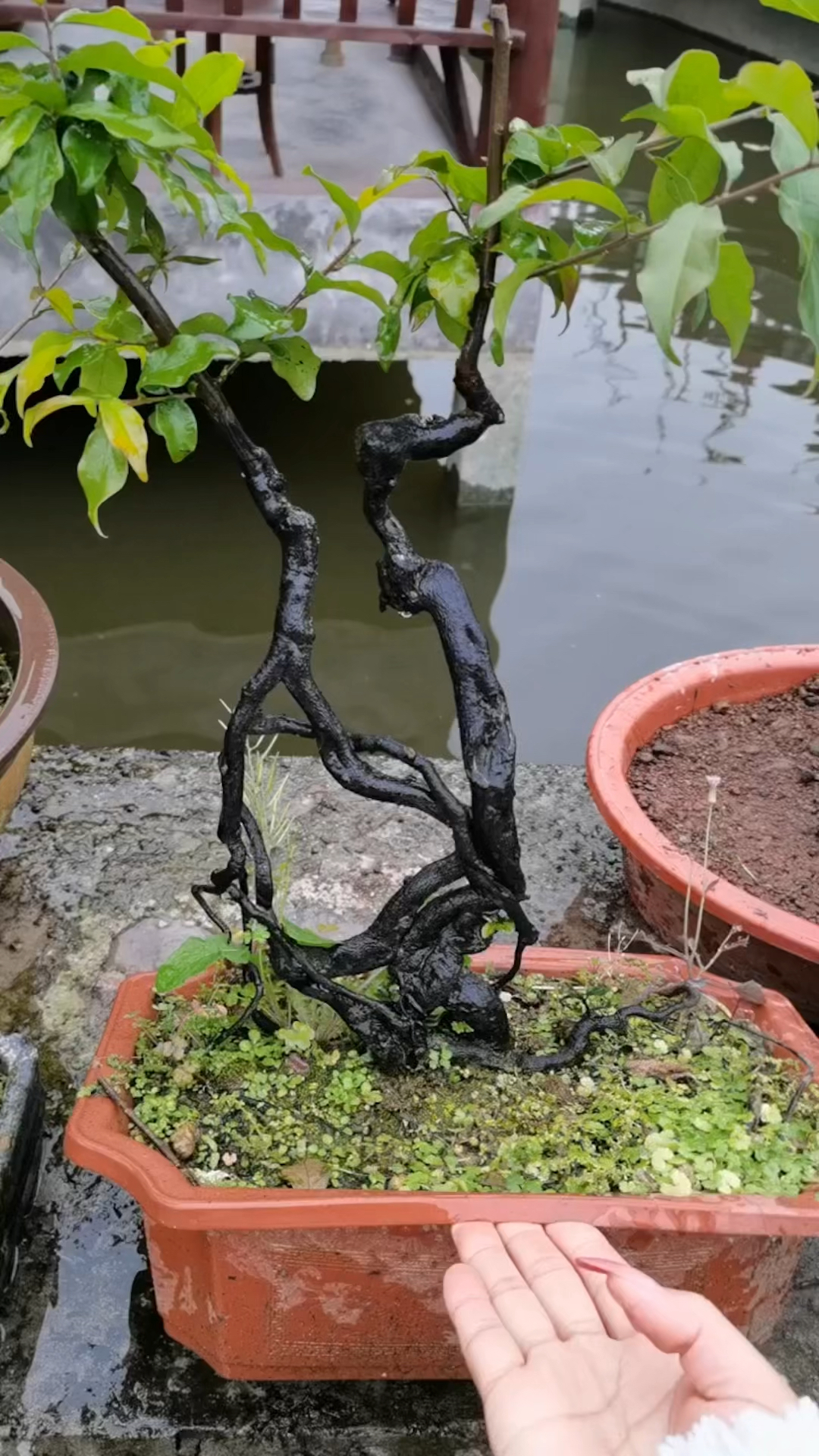 金弹子根艺小品