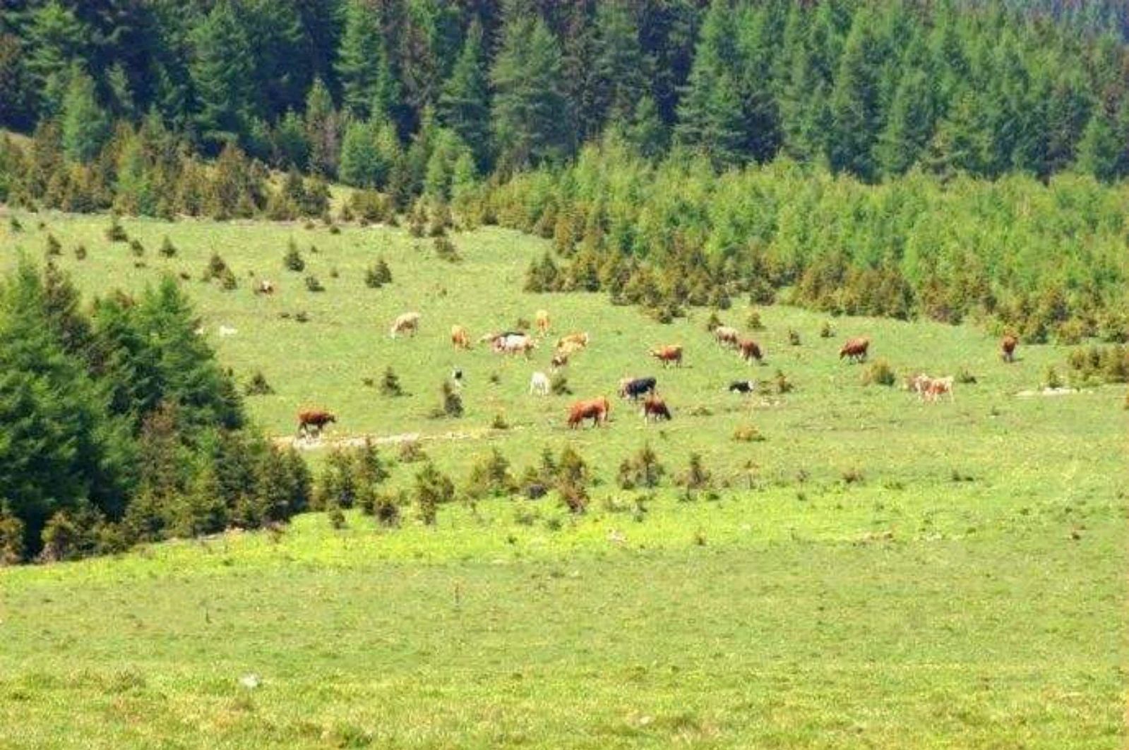 山西"马仑草原"广阔平坦,绿草丰茂!一年四季皆有景,你来过吗