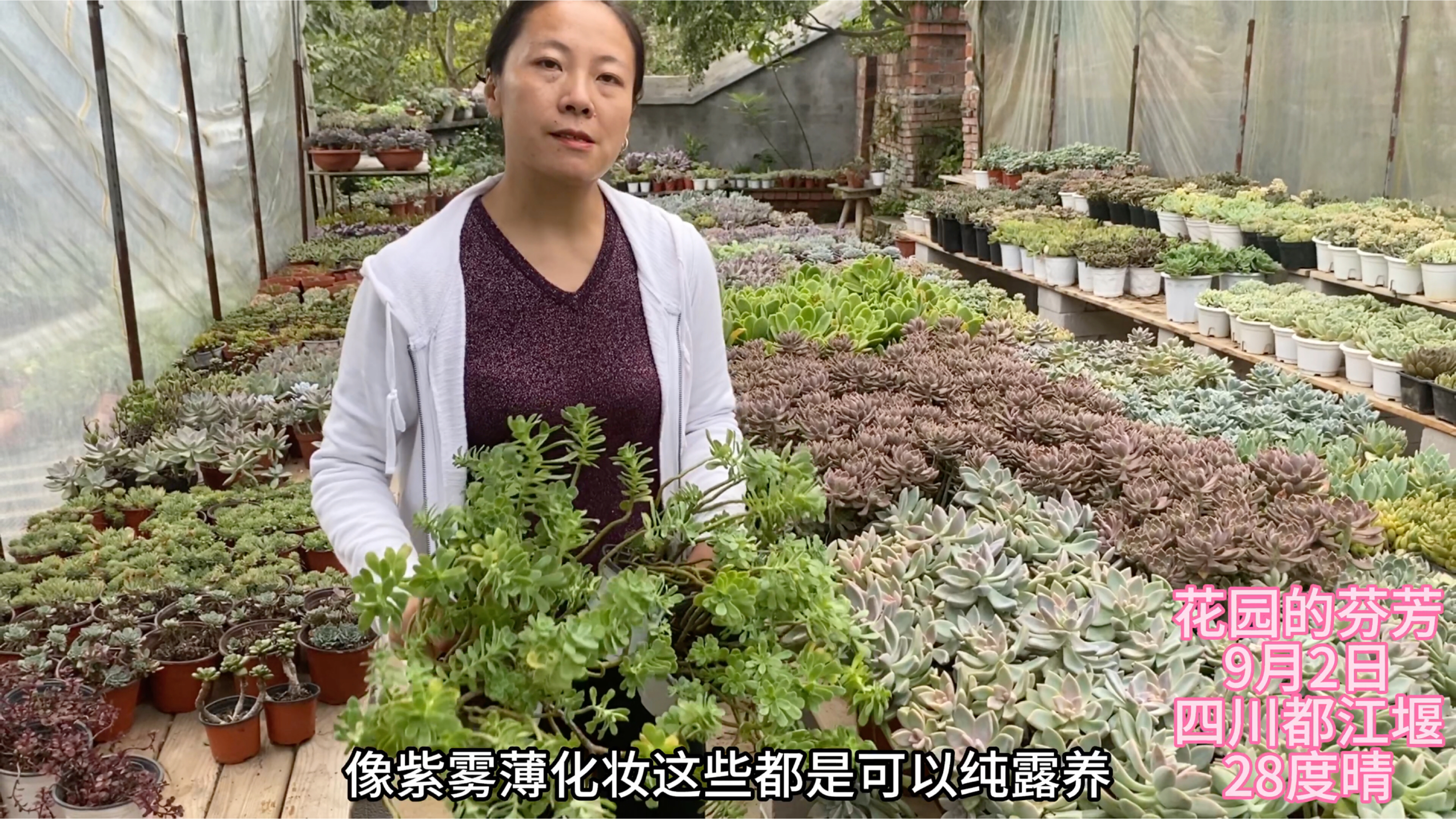 清理度夏多肉:露养紫雾和薄化妆太好养了,一大堆48甩货了