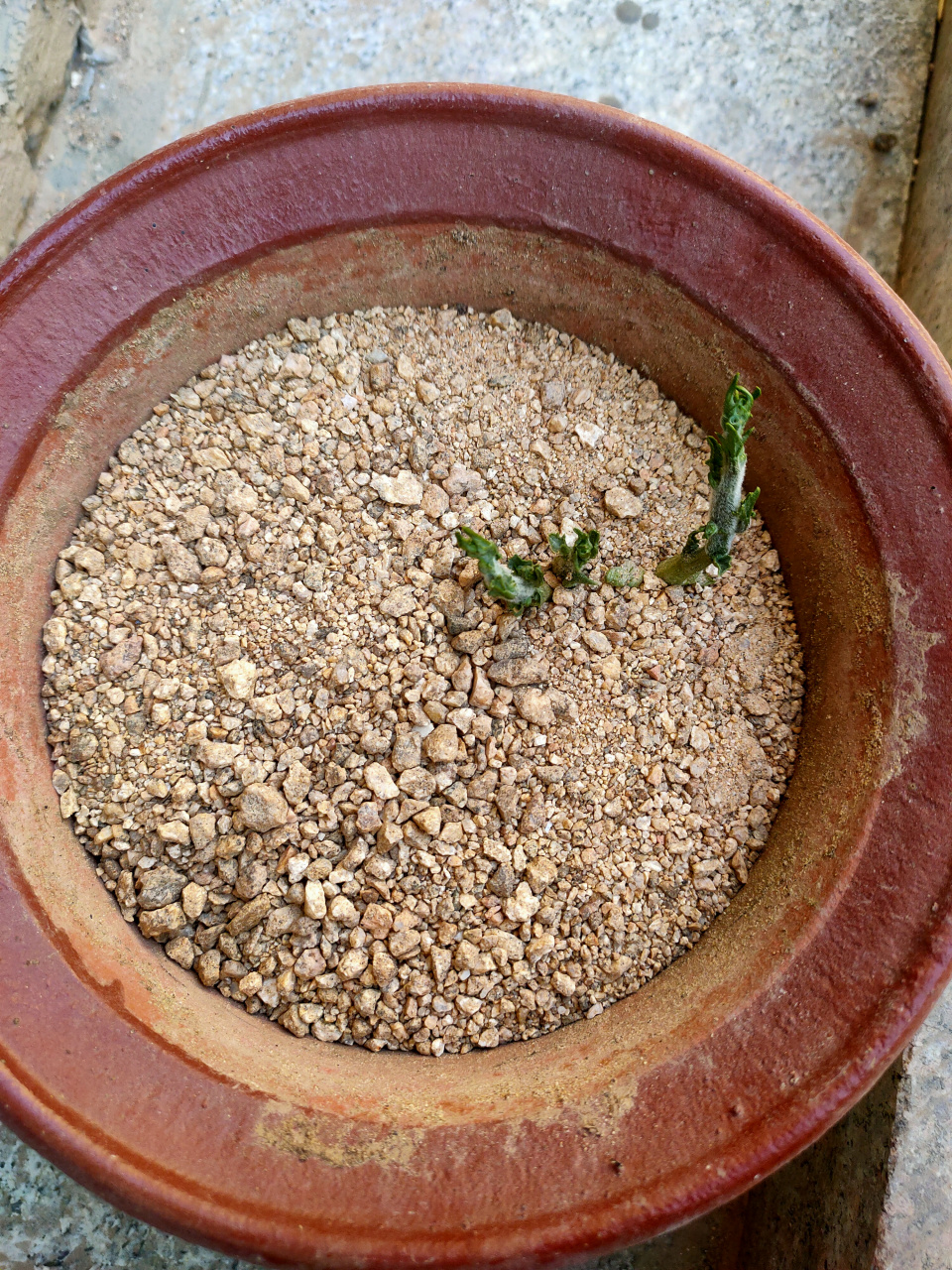 去年深秋咱们储存的佛手瓜发芽了[耶耶耶]想看如何操作的朋友可以看一