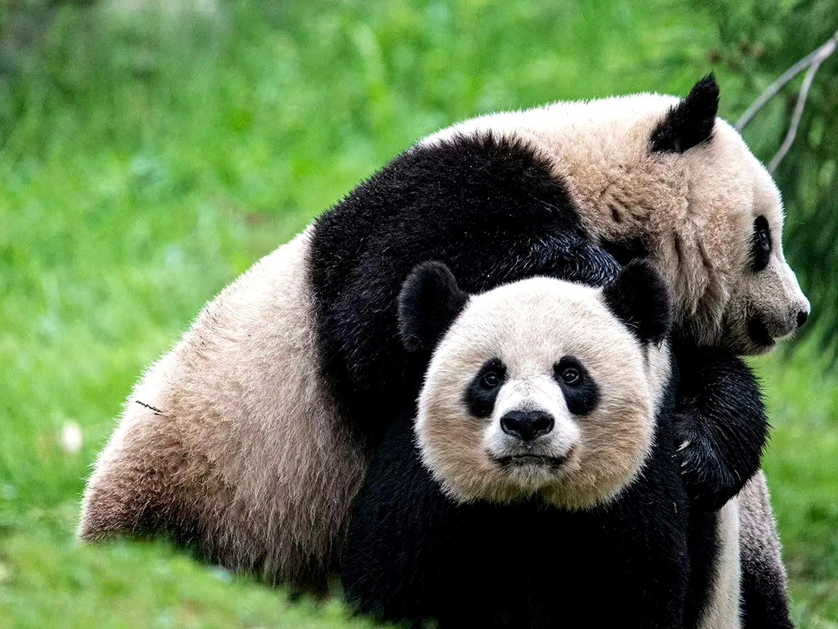 旅美熊猫美香已经35岁高龄的妈妈雪雪,还在等待她的大女儿回来看她