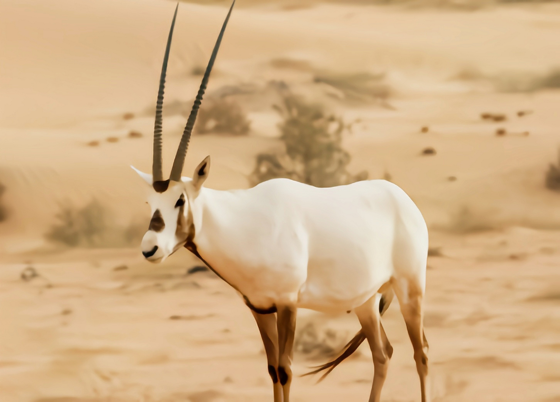 每天认识一种动物——阿拉伯剑羚 阿拉伯剑羚别名阿拉伯直角羚羊,生活