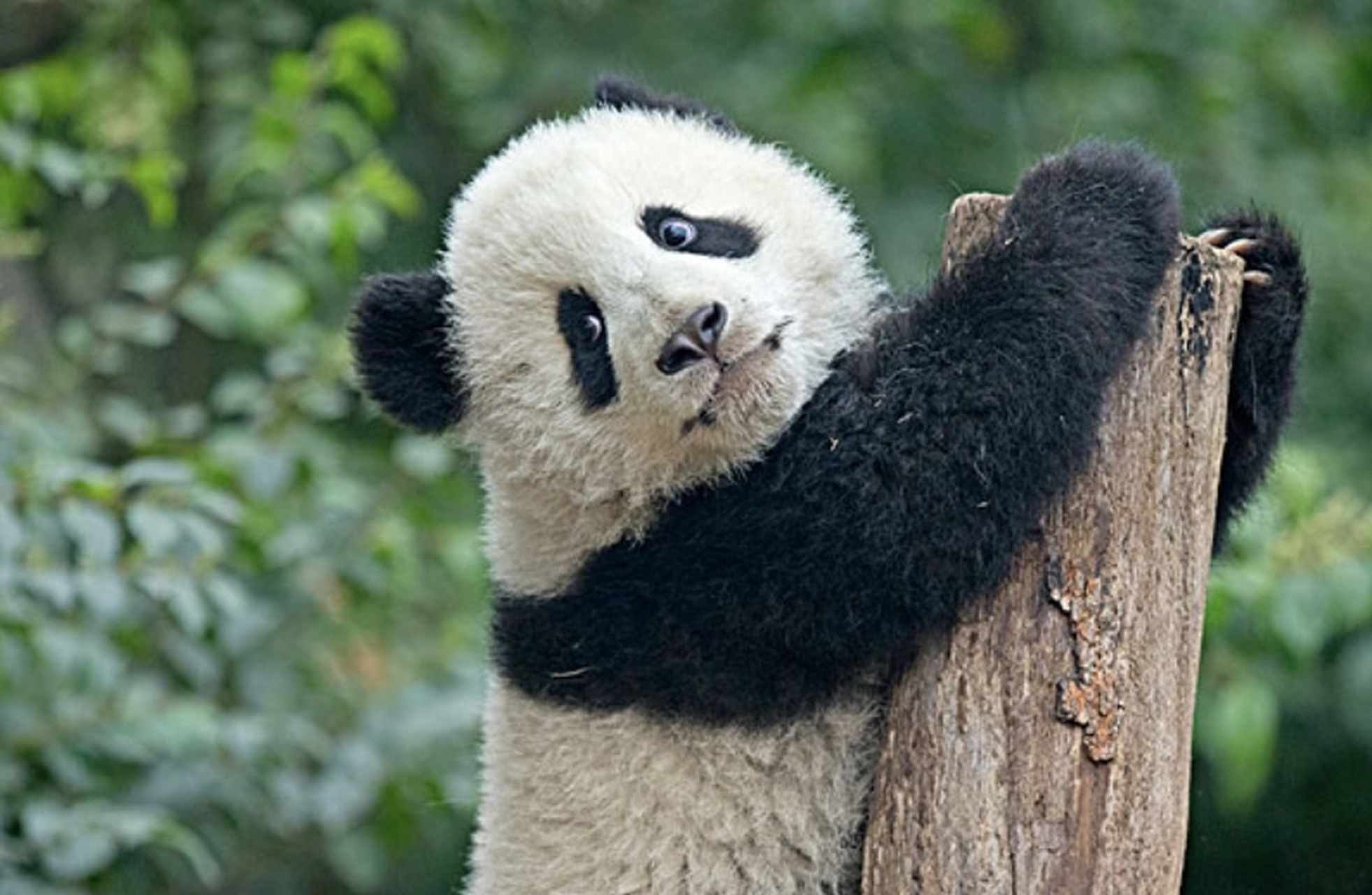 大熊猫(学名:ailuropoda melanoleuca):属于熊科,大熊猫属的哺乳动物.