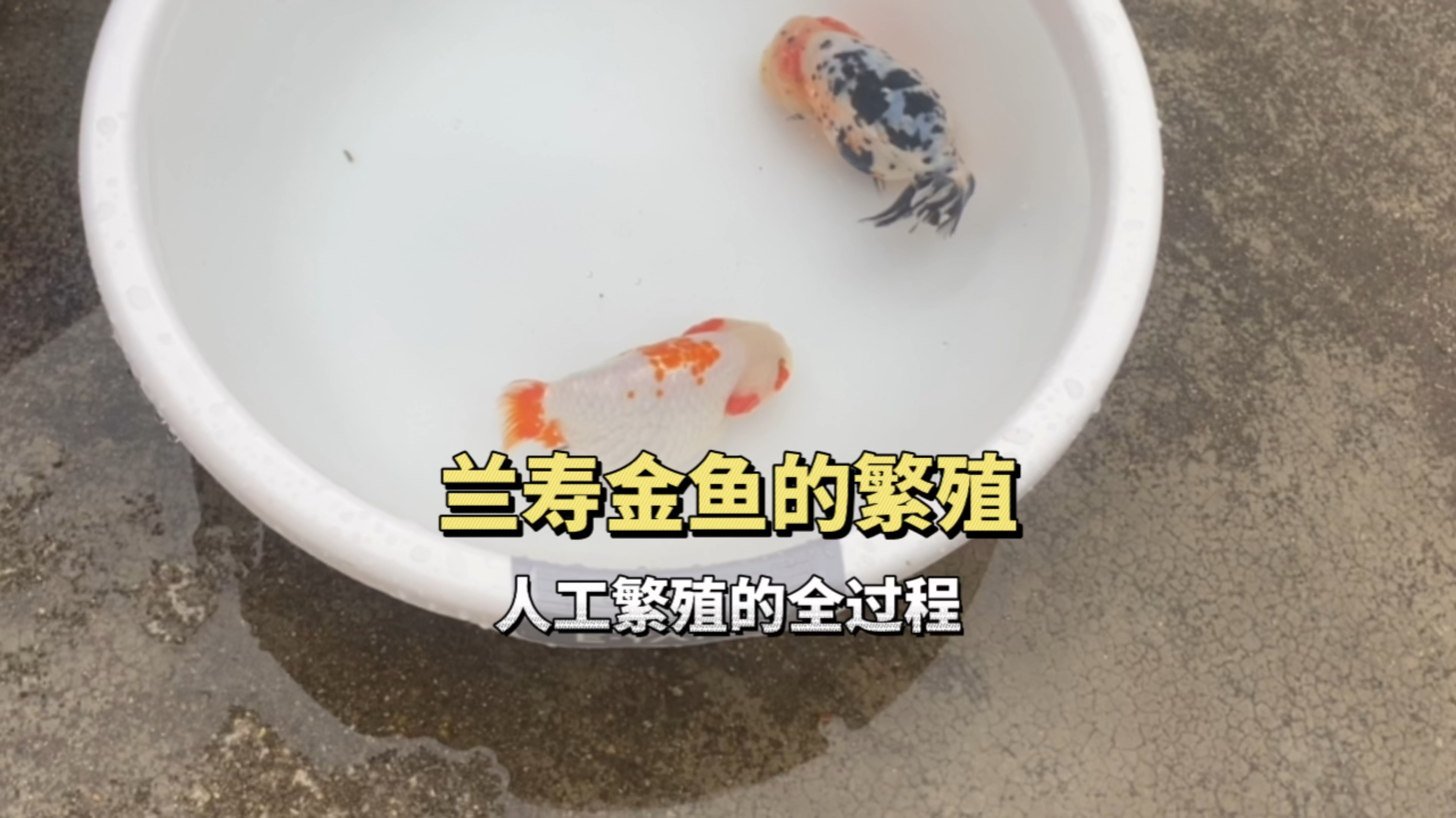 兰寿金鱼的繁殖,人工繁殖的全过程