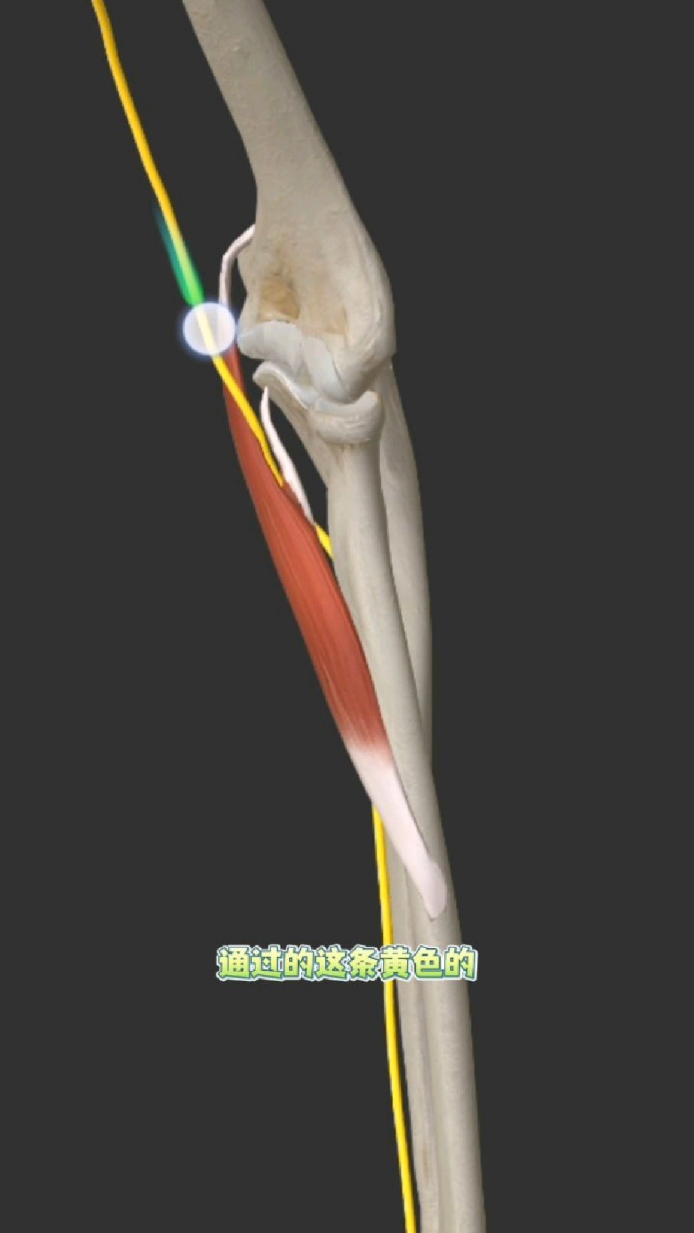 每日一肌学习,带你了解一下旋前圆肌