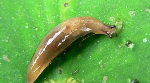 怎样杀死菜地里的蜗牛和鼻涕虫?