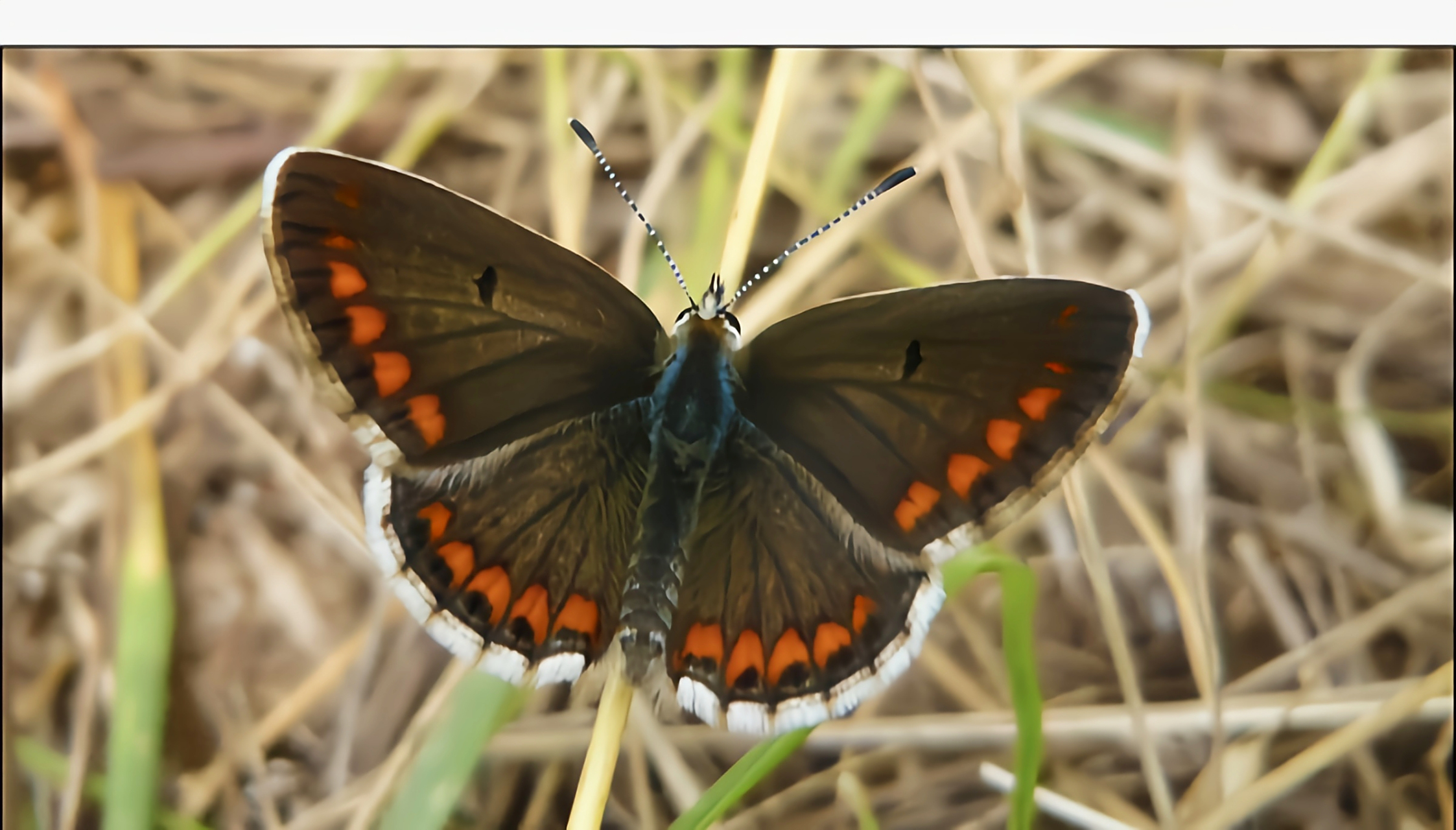 每天认识一种昆虫——红边小灰蝶 红边小灰蝶是灰蝶科爱灰蝶属昆虫.