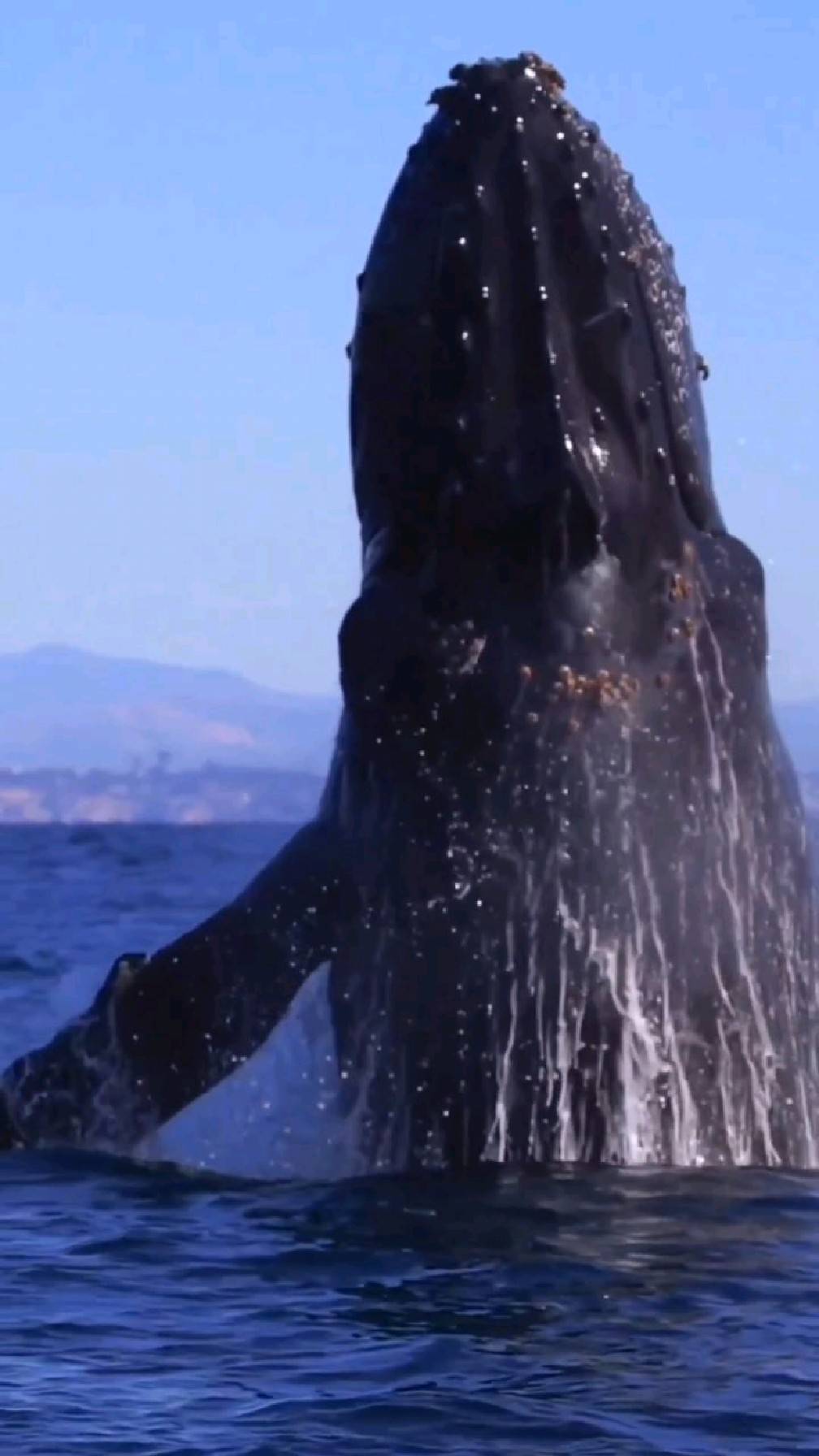 座头鲸高高跃起,拍打水面