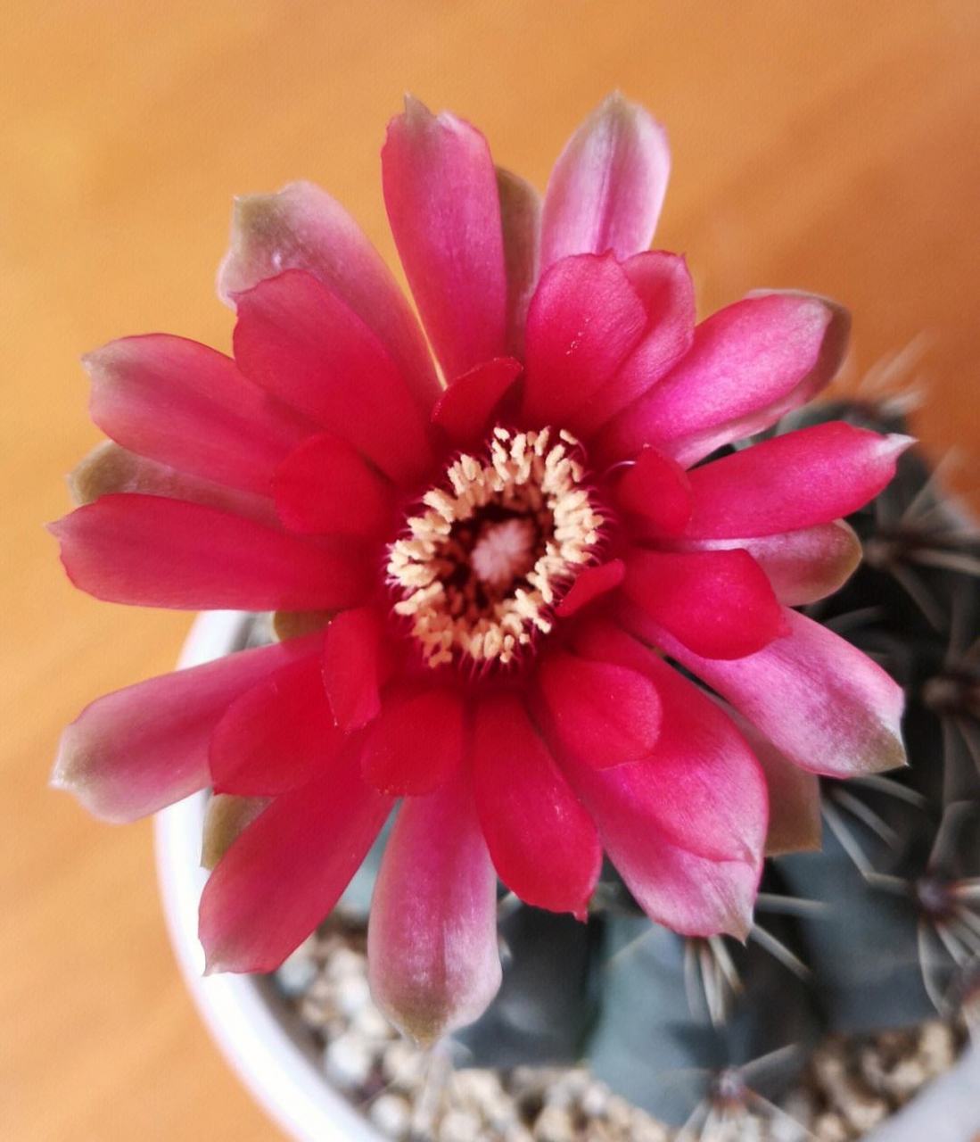 各种仙人球开花