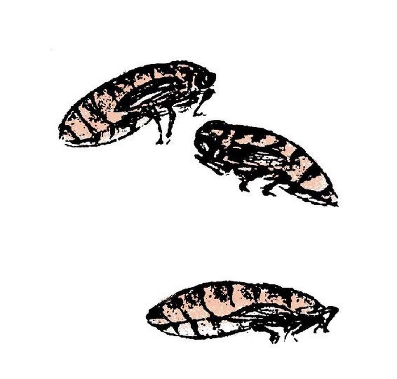 酒虫  一种寄生在人腹中的妖怪,能使人嗜酒,但会为了有酒喝而使人维持