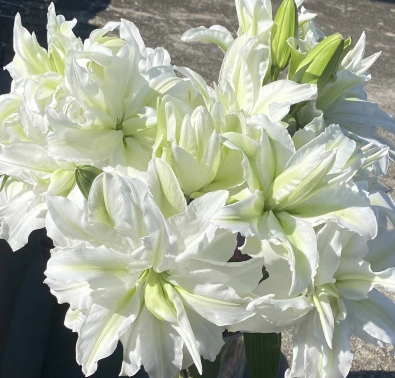 没有花粉的重瓣百合—爱莎aisha,可做盆栽也可做切花94 花瓣主体为