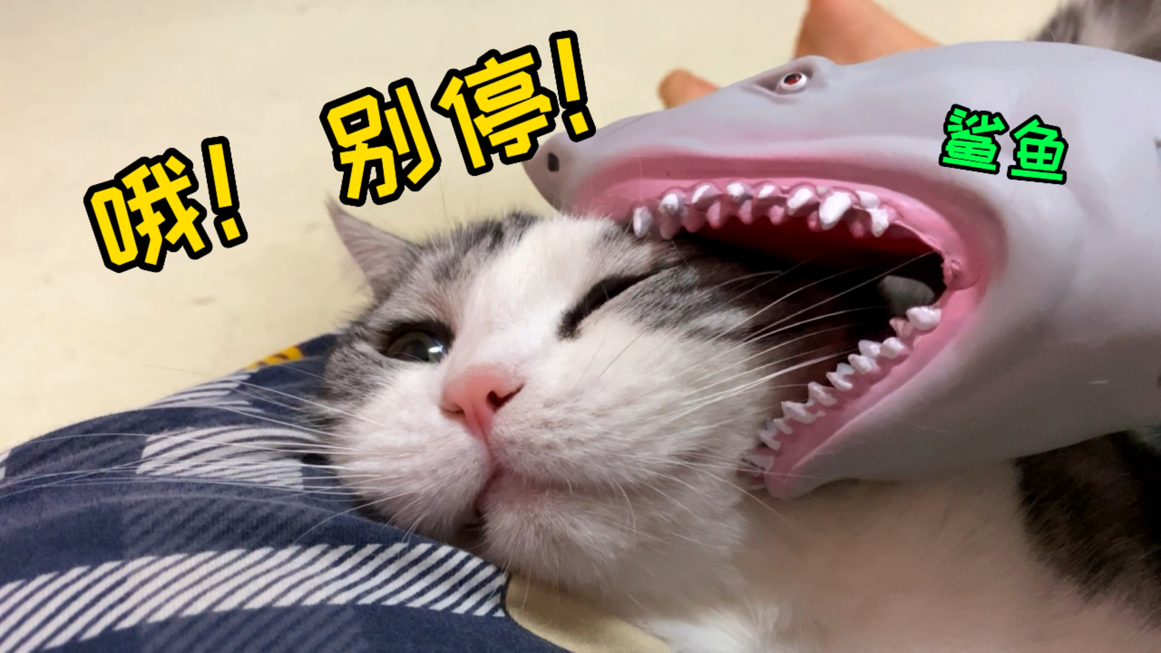 用鲨鱼玩具整猫,猫不怕就算啦,还给它按摩上瘾了?!