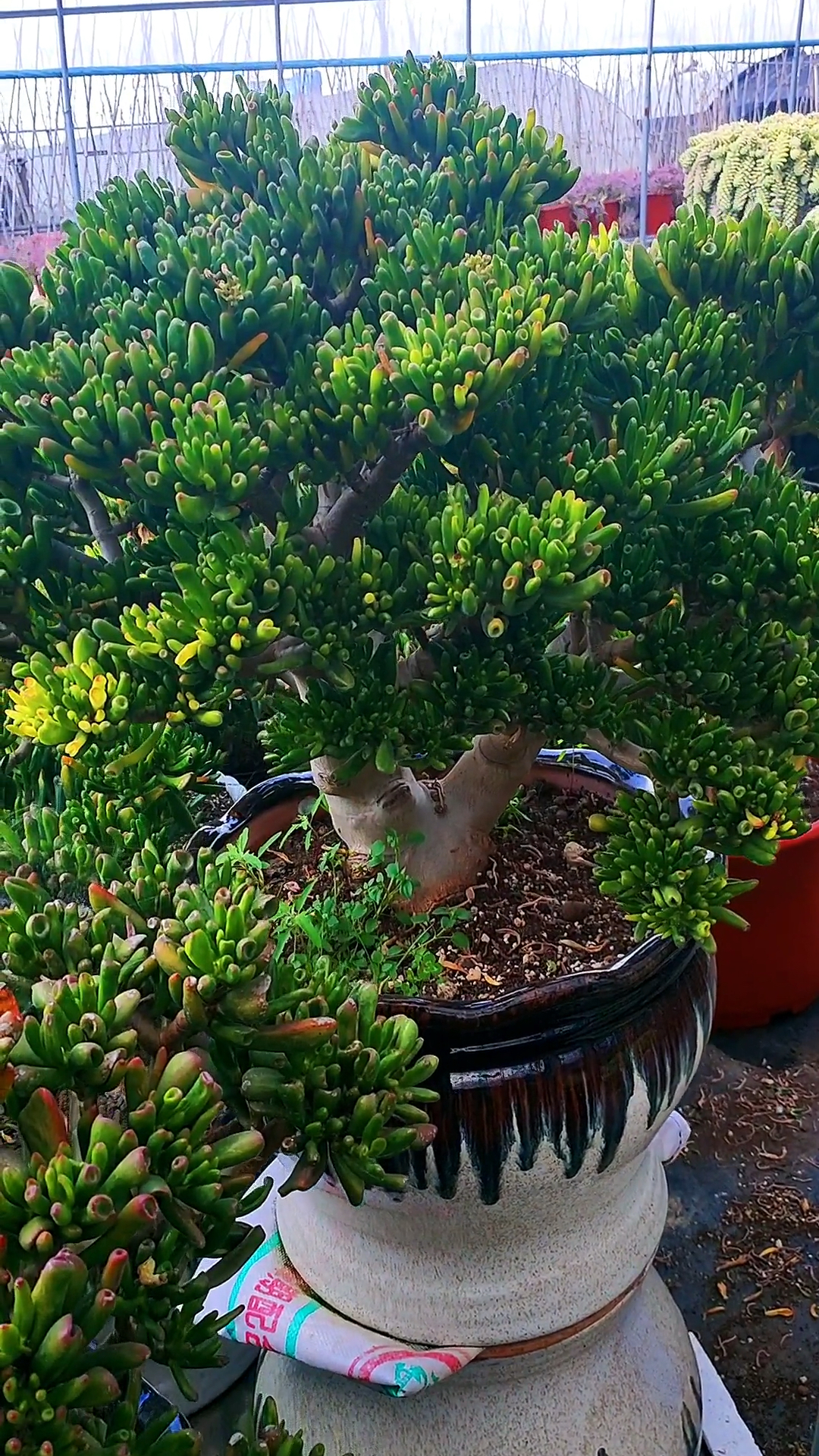 这盆吸财树已经长成树状了显得非常霸气