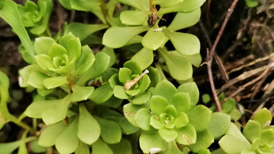 与垂盆草很相似的植物,很容易看错,区分它们只需记住这一点