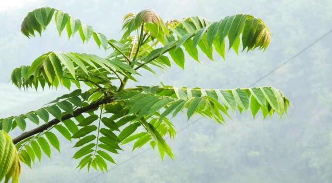 中药古今研究:椿皮(樗根皮)