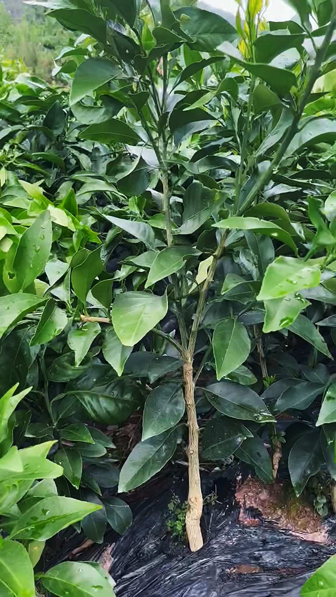 爱媛62号柑橘新品早熟品种9月成熟糖度15以上