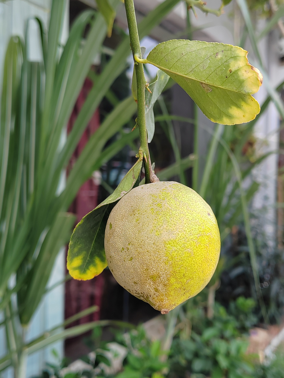 我家的柠檬树开花结果啦,好萌的小果果,柠檬树上满是尖尖的刺,想摘果