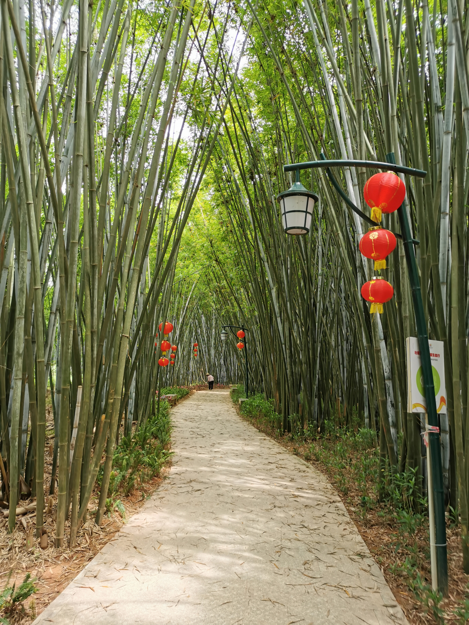 粤西小城风景之信宜旺同竹林