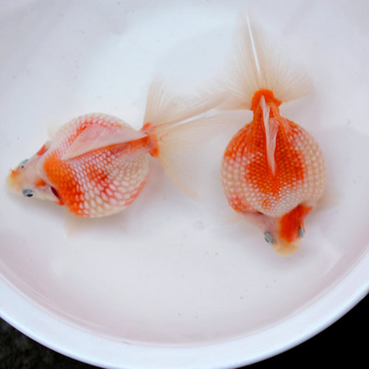 珍珠鳞金鱼,娇贵的鱼#娱乐##观赏鱼